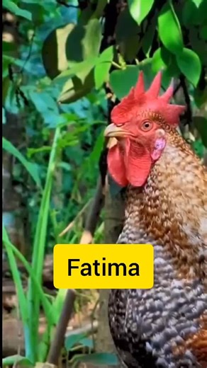 Rooster Calling Name (@rooster_calling_name)’s videos with original sound - Rooster Calling Name