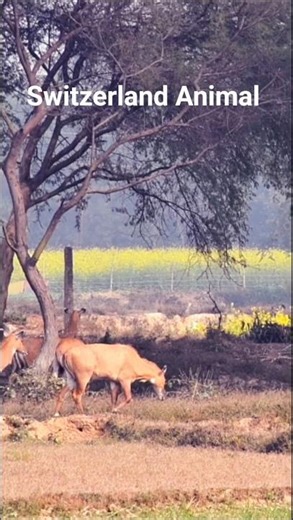 This Peaceful Animal Switzerland 🇨🇭#Switzerland#SwissNature#WildlifeShorts