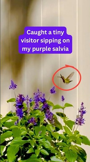 Look closely at this hummingbird’s shadow?