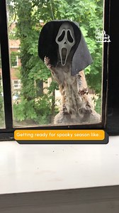 2.2M views · 3.7K reactions | When you've been waiting all year for spooky season!  #Halloween #SpookySeason | The Pet Collective | Facebook