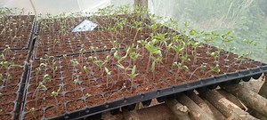 How To Start Tomatoes Farming Nigeria [Beginners Kit]