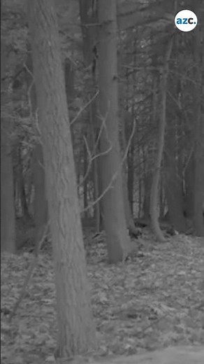 Predator not seen in over a century turns up on park trailcams