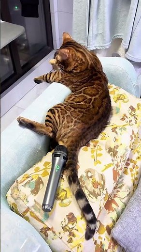 the funniest cat fart sounds🤣😂 #cat #pets #funny #funncats #cute