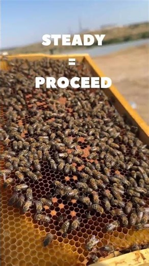 Urgency is the fastest way to misread a hive. #beekeeping #honeybee