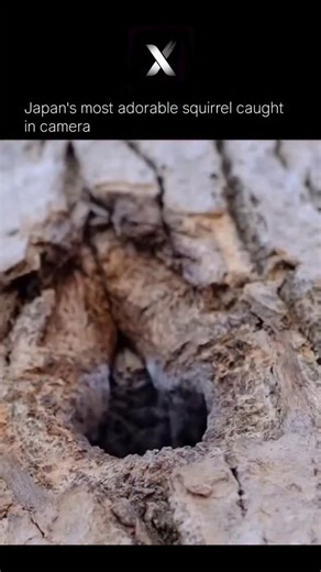 Explore X | The World And Cosmology | 🩶✨ In the quiet forests of Japan lives one of nature’s most enchanting secrets — the white squirrel. With fur as soft as snow and eyes that... | Instagram