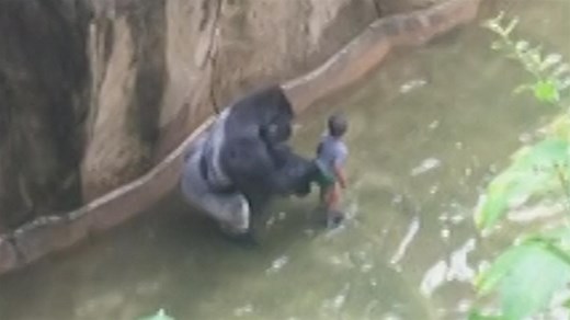 Killing of Zoo Gorilla to Save Boy Triggers Outrage