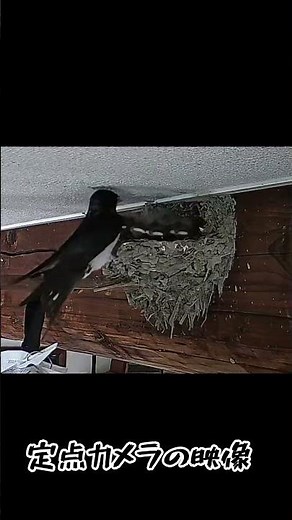 【必死！】必死すぎる姿に感動！ツバメのヒナの食事風景を定点カメラで密着！ #癒し #つばめ #秋田犬 #巣作り