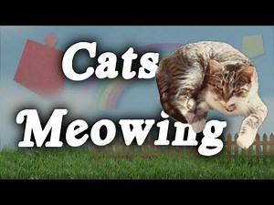 ▶️ Cats Meowing Sound Effects. ASMR Cats. Meowing Cats Ambience. 12 Hours. 🌏