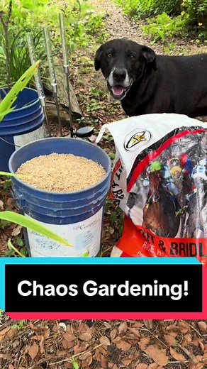 Chaos Gardening with Feed Oats to Distract Squirrels!