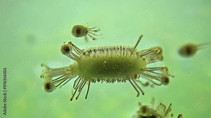 A close up of a green bug with many legs. The bug is surrounded by other bugs