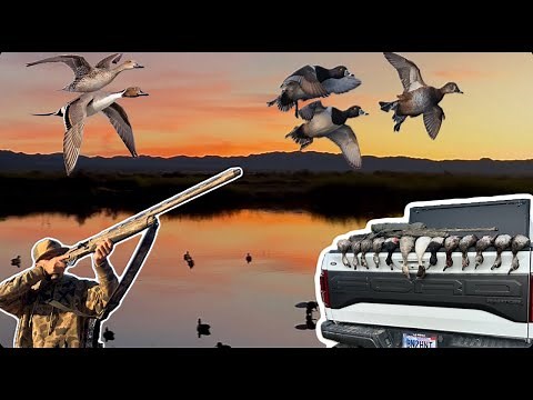 They Wouldn’t Stop Decoying… | California Public Duck Hunt (2 MAN LIMIT?!)