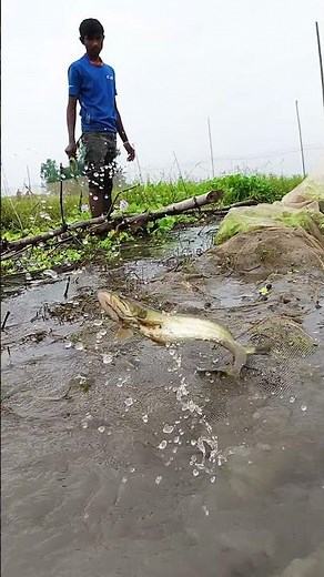 Village Boy Catches Big Catfish in River - Primitive Fishing #fish