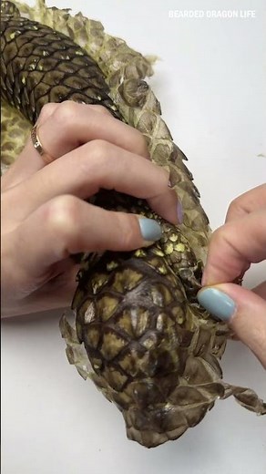 Pinecone Lizard Peeling ASMR #shedding #asmr #lizard #reptiles