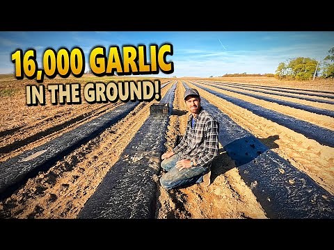 We Just Hand Planted 16,000 GARLIC Cloves for Next Year’s Harvest!
