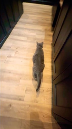 Qu'ont de si spécial les chats gris ? #cat