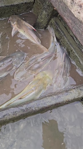 Fish hunting 2 on Instagram: "Patter chata machli very Testi fish 🐟 #fishhunting2 #fishing #machlipakadna"