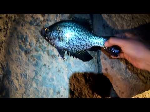 Slaying Crappie @Caesar Creek *Catch & Cook*