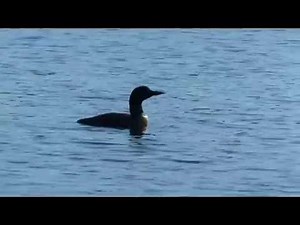 Call of the loon: closeup while yodeling