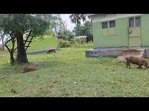 UGANDA WILDLIFE SAFARI: 3 Day Queen Elizabeth National park Wildlife Tour.