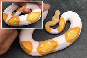 Python breeder claims to have bred first 'Emoji Snake' with happy faces on it