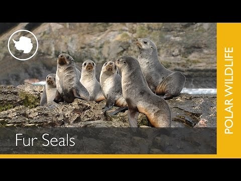 Fur Seals