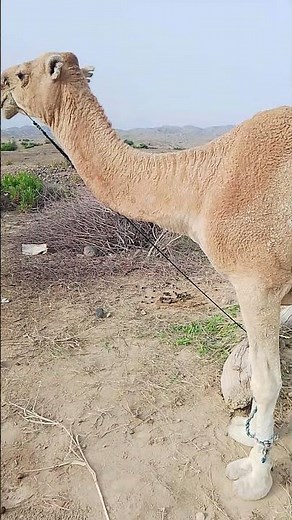 How Apache Camel Works | Integration Framework Explained