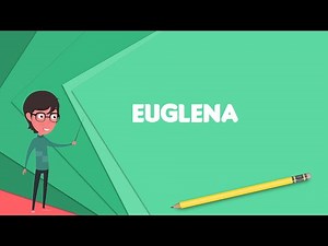 What is Euglena? Explain Euglena, Define Euglena, Meaning of Euglena