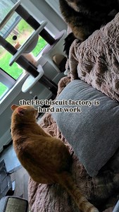 Blanket can't be bothered ☀️ #cats #cat #gato #kittens #babycats #catrescue #saturday #biscuits #tortiecats #tortie #orangecat #coicommunity #catsofinstagram | FosterBabyCats