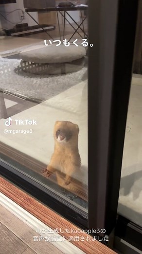 イタチのかわいさと鳴き声の魅力