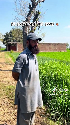 Effective Aphid Control in Wheat Farming