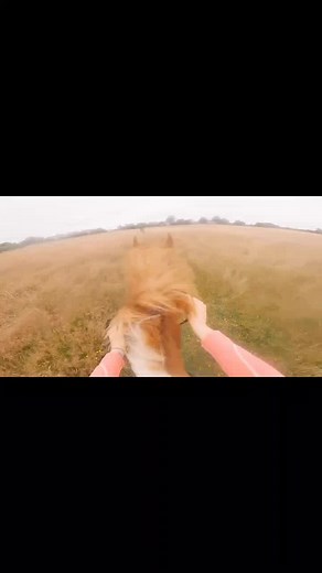 we need a bigger field #irishsporthorse #horsesoftiktok #fyp #gallop