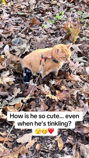 Why is he so cute? 🥰 🤣 Even when he’s going tinkle!? #catsoftiktok #cat #sillycats #orangecatbehavior