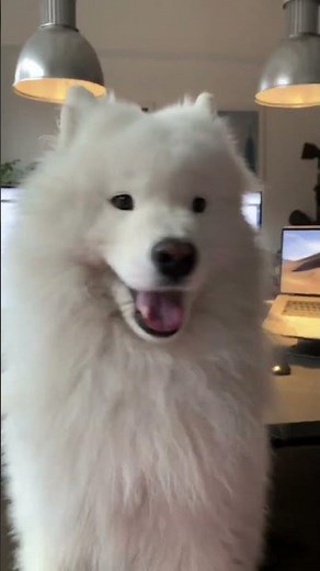 Adorable Dog Burps In Pet Parent's Face