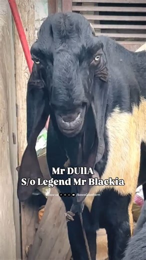 ᗷᗩᗯᗩ GOᗩT ᖴᗩᖇᗰ - ᗷGᖴ on Instagram: "Mr DUllA S/o Legend Mr Blackia 🦍🦅 #bawagoatfarm #viral #viralreels #viralvideos #goatfarm #goatfarming #viralpost #goat #goats #goatfarmer #goatfarmingbusiness"
