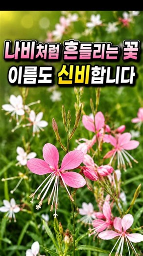 I Thought It Was Just a Wildflower: The Butterfly Gaura Dancing in the Wind