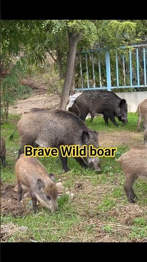 Wild Boar Facts in 30 Seconds! 🐗 | ZooQuick
