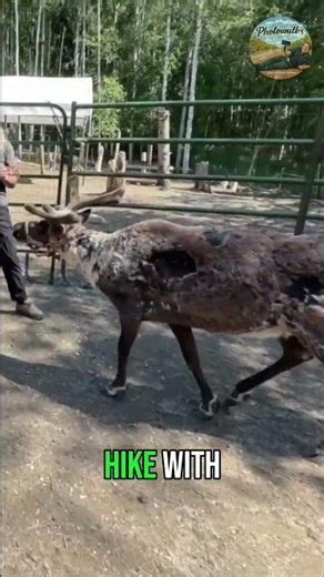 Reindeer ARE Real! Meet Alaska's Amazing Arctic Survivors #shorts