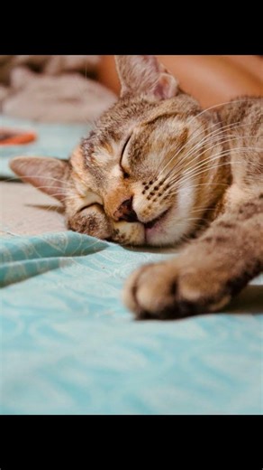 Why Do Cats Chirp? The Hidden Language of Your Feline Friend!