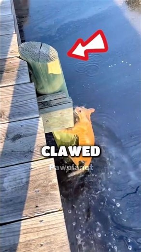 Cat Falls in the water but NEVER Gives up!!