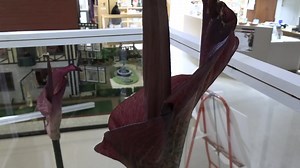 3K views · 39 reactions | The "Voodoo Lily" is back in bloom and just as stinky as ever at the Taber Museum in Williamsport. The unique flowers bloom once a year and produces the odor of rotting flesh and this year they are on display again at the museum on Fourth Street. The museum hours are Tuesday-Friday, 9:30 am-4:00 pm and Saturday, 11:00 am-4:00 pm. The museum is closed Sunday and Monday. The Taber Museum, where Lycoming County history comes alive | Williamsport Sun-Gazette | Facebook