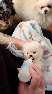 1.8K views · 66 reactions | 6 weeks old tomorrow 13oz #tinypomeranian #pomeranian | Sublime Canadian Pomeranians | Facebook