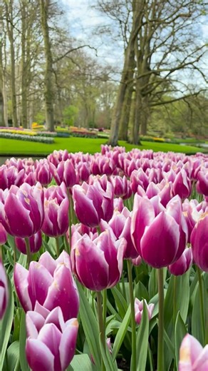 5.5K reactions · 464 shares | The Netherlands is the ultimate bucket...