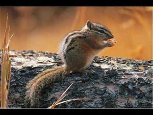 Charlie Chipmunk (Original song )