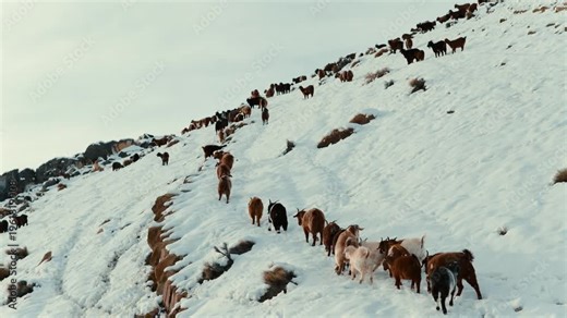 Goat herd Capra aegagrus hircus moves in single line along narrow snowy trail across Andean slope in Paso Pehuenche Las Loicas Mendoza Argentina with rugged terrain and winter conditions