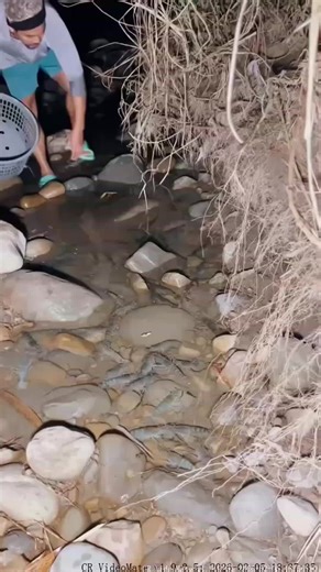 Catch Fish and Crabs: Techniques for Rural Fishing