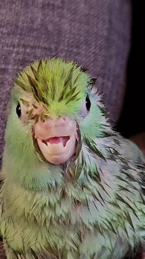 Discover the Secrets of Caring for Your Cute Bird