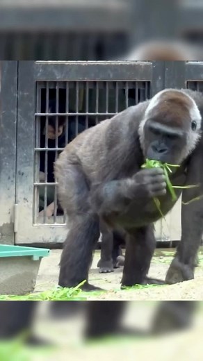 Momotaro is more greedy when it comes to food.#gorillababy #fyp #fypシ゚viral #foryou #foryourpag #zoo #family #animals