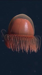 28K views · 653 reactions | Repost Monterey Bay Aquarium Research...