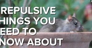 Eww! 7 repulsive things about roof rats