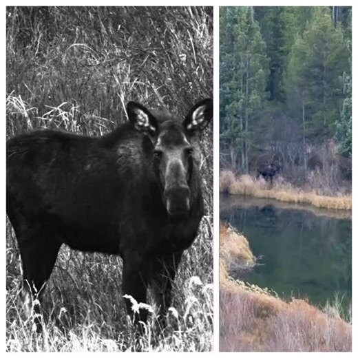 Humongous “Cow Moose” taking a break from the usual grunting and wailing, for a tasty meal of dry Fall brush … I am told this big momma is at least 6 feet tall, weighs 1,500 pounds and is absolutely fierce … But I didn’t want to get too close and find out … Thanks to my son, and his zoom lens for the still photo … #mommamoose #cowmoose #rockymountains #rockymountainwildlife #moose | Joel L. Cohen